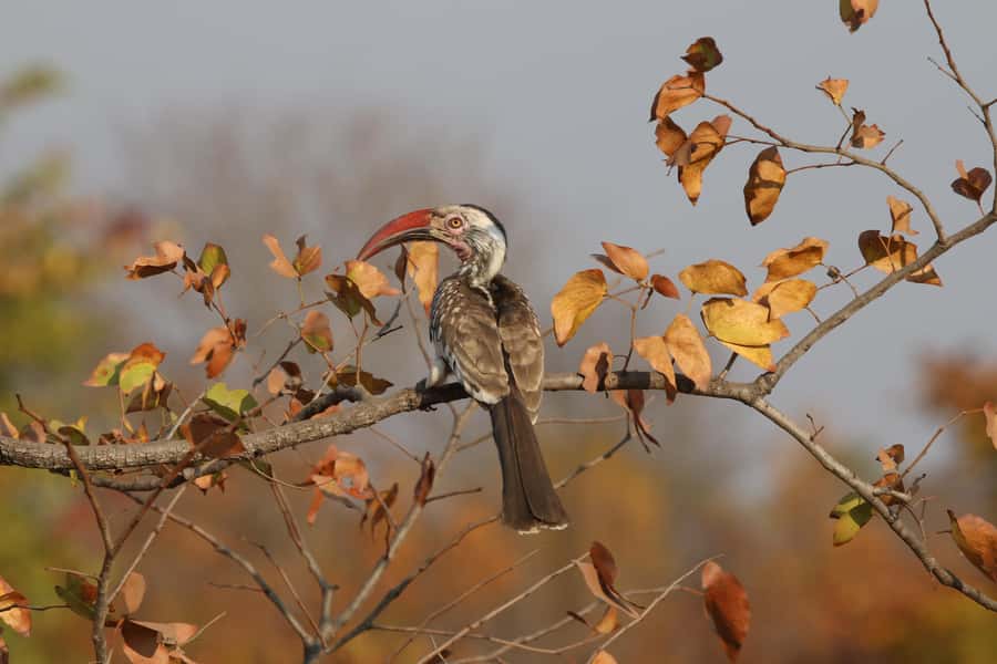 Zambezi National Park Private Wildlife Safari (4 - 10 hours) - Mammals, birds, and the animals that need patience