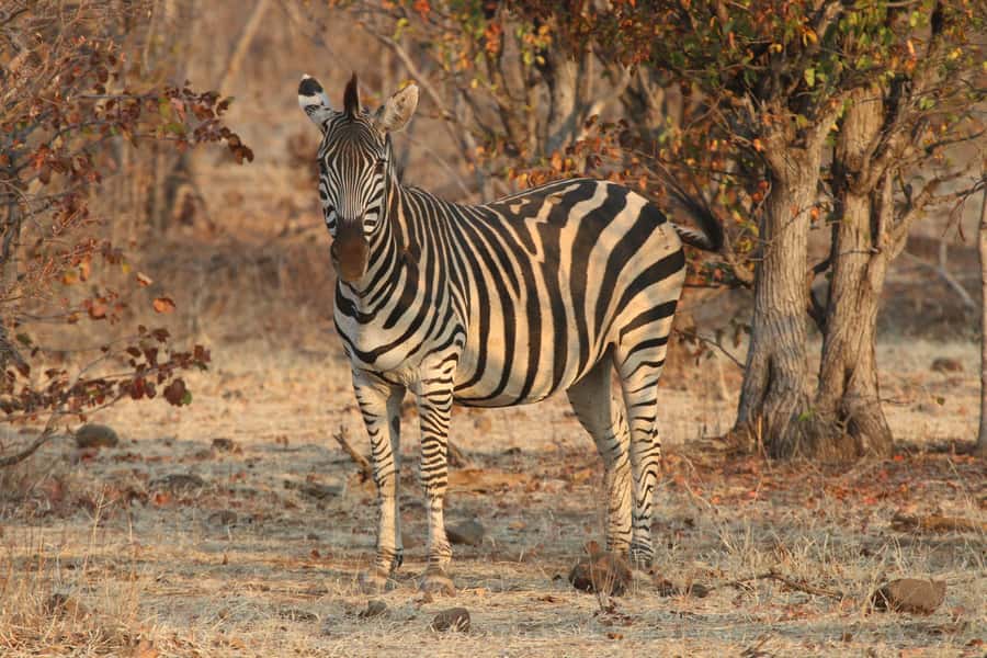 Zambezi National Park Private Wildlife Safari (4 - 10 hours) - Is $180 per person good value?