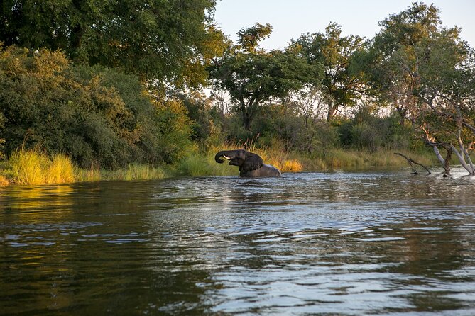 Zambezi Sunset Cruise – Wildlife, Drinks & Breathtaking Views - Hippos, crocodiles, and river birds