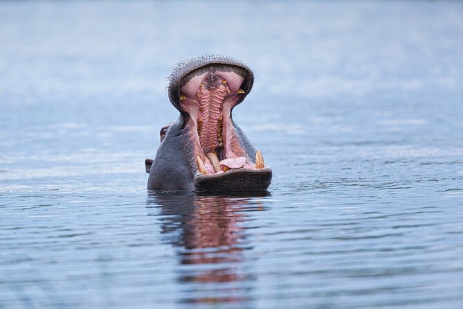 Zambezi Sunset Cruise – Wildlife, Drinks & Breathtaking Views - Canapés and an open bar on deck
