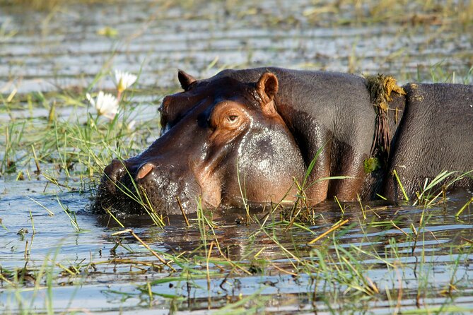 Zambezi Sunset Cruise – Wildlife, Drinks & Breathtaking Views - How much value do you get for $49?